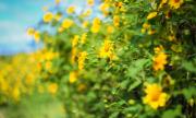 LES TOURNESOLS SAUVAGES LES TOURNESOLS SAUVAGES